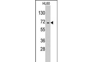 Western blot analysis of EARS2 polyclonal antibody  in HL-60 cell line lysates (35 ug/lane). (EARS2 antibody  (C-Term))