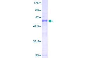 SSX2 Protein (AA 1-223) (GST tag)