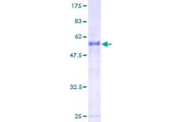 SSX2 Protein (AA 1-223) (GST tag)