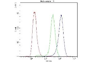anti-Synaptotagmin I (SYT1) antibody