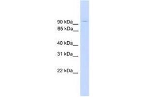 Image no. 1 for anti-Zinc Finger Protein 224 (ZNF224) (AA 395-444) antibody (ABIN6745252) (ZNF224 antibody  (AA 395-444))