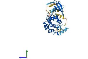 AlphaFold protein structure predicition of Human Recombinant MAP2K6 Protein, UniprotID P52564 (MAP2K6 Protein (AA 1-334) (His tag))