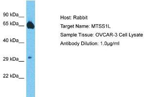 Host: Rabbit Target Name: MTSS1L Sample Type: OVCAR-3 Whole Cell lysates Antibody Dilution: 1. (MTSS1L antibody  (Middle Region))