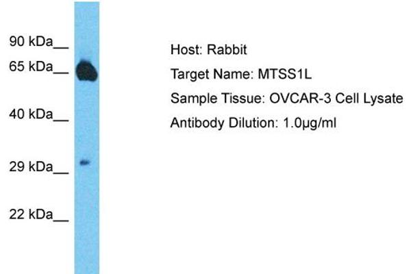 MTSS1L antibody  (Middle Region)