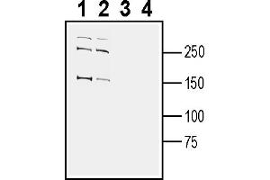 Western blot analysis of human  breast adenocarcinoma cell line lysate (lanes 1 and 3) and human  monocytic leukemia cell line lysate (lanes 2 and 4):1-2.