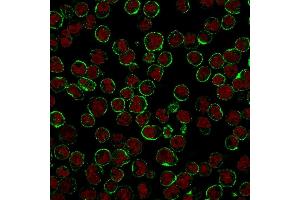 Immunofluorescent staining of Raji cells. (CD19 antibody)