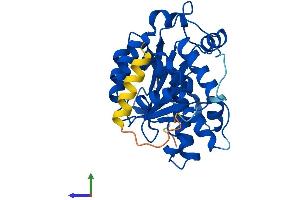AlphaFold protein structure predicition of Human Recombinant CNOT8 Protein, UniprotID Q9UFF9 (CNOT8 Protein (AA 1-292) (His tag))