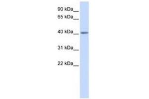 Image no. 1 for anti-Serotonin Receptor 5A (HTR5A) (N-Term) antibody (ABIN6741498) (Serotonin Receptor 5A antibody  (N-Term))