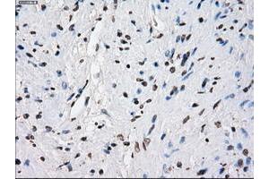 Image no. 20 for anti-P450 (Cytochrome) Oxidoreductase (POR) antibody (ABIN1497746) (POR antibody)