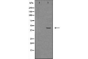 Western blot analysis of Hela whole cell lysates, using HSD3B2 Antibody.
