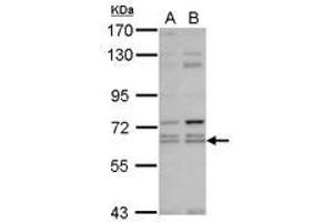 Image no. 1 for anti-Kelch-Like 12 (Drosophila) (KLHL12) (AA 81-341) antibody (ABIN1497056) (KLHL12 antibody  (AA 81-341))