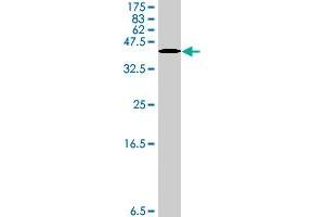 Western Blot detection against Immunogen (38. (TNC antibody  (AA 181-290))