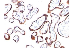 Formalin-fixed, paraffin-embedded human Placenta stained with hCG beta Mouse Monoclonal Antibody (HCGb/54). (CGB antibody)