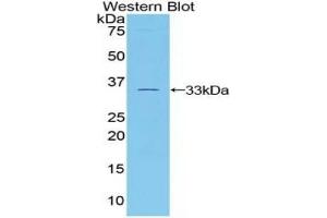 Detection of Recombinant TUBb1, Mouse using Polyclonal Antibody to Tubulin Beta 1 (TUBb1) (TUBB1 antibody  (AA 182-437))