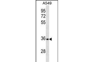 CD5L Antibody (N-term) (ABIN1881187 and ABIN2838855) western blot analysis in A549 cell line lysates (35 μg/lane). (CD5L antibody  (N-Term))