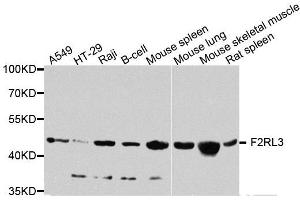 Western blot analysis of extracts of various cell lines, using F2RL3 antibody (ABIN5974866) at 1/1000 dilution. (F2RL3 antibody)
