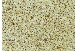 ABIN6273350 at 1/100 staining Mouse liver tissue by IHC-P. (WWP1 antibody  (Internal Region))
