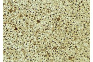 ABIN6273350 at 1/100 staining Mouse liver tissue by IHC-P. (WWP1 antibody  (Internal Region))