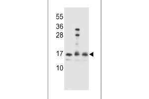 HOPX antibody  (C-Term)