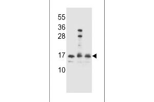 HOPX Antibody (C-term) (ABIN655402 and ABIN2844948) western blot analysis in Ramos,,293 cell line lysates (35 μg/lane). (HOPX antibody  (C-Term))