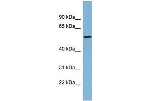 WB Suggested Anti-MIER2 Antibody Titration: 0.