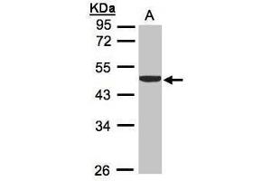 WB Image Sample (30μg whole cell lysate) A:H1299 10% SDS PAGE antibody diluted at 1:1000 (CKB antibody)