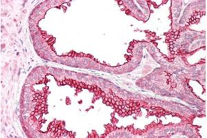 ABIN185237 (5µg/ml) staining of paraffin embedded Human Prostate. (RGS18 antibody  (C-Term))