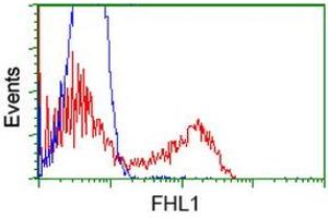 HEK293T cells transfected with either RC203478 overexpress plasmid (Red) or empty vector control plasmid (Blue) were immunostained by anti-FHL1 antibody (ABIN2453043), and then analyzed by flow cytometry. (FHL1 antibody)
