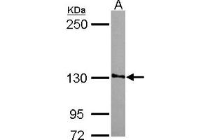 Western Blotting (WB) image for anti-Smg-7 Homolog, Nonsense Mediated mRNA Decay Factor (SMG7) (AA 719-1003) antibody (ABIN1501000)