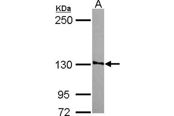SMG7 抗体  (AA 719-1003)