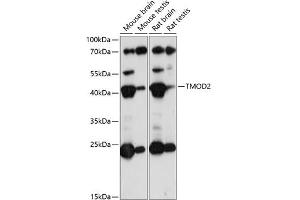 Western blot analysis of extracts of various cell lines, using TMOD2 antibody (ABIN7271012) at 1:1000 dilution. (TMOD2 antibody  (AA 120-200))