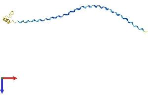 AlphaFold protein structure predicition of Human Recombinant PCOTH Protein, UniprotID Q58A44 (PCOTH Protein (AA 1-107) (His tag))