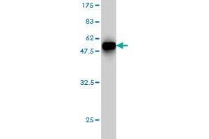 Western Blot detection against Immunogen (42. (CSDC2 antibody  (AA 1-153))