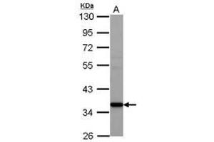 Image no. 1 for anti-Adenosylmethionine Decarboxylase 1 (AMD1) (AA 44-226) antibody (ABIN1496626) (AMD1 antibody  (AA 44-226))