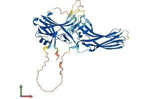 AlphaFold protein structure predicition of Mouse Recombinant Arrb2 Protein, UniprotID Q91YI4 (Arrestin 3 Protein (AA 1-410) (His tag))