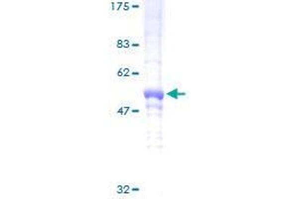 DDAH2 Protein (AA 1-285) (GST tag)