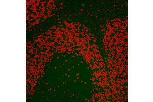 Immunofluorescence (IF) image for anti-Nucleolin (NCL) (C-Term) antibody (ABIN7455226) (Nucleolin antibody  (C-Term))