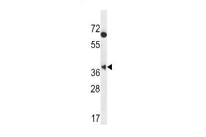 MBNL2 Antibody (C-term) (ABIN656947 and ABIN2846136) western blot analysis in Hela cell line lysates (35 μg/lane). (MBNL2 antibody  (C-Term))