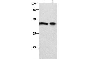 Western Blot analysis of 293T cell and Mouse intestinum tenue tissue using FOXL1 Polyclonal Antibody at dilution of 1:850 (FOXL1 antibody)