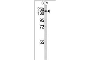 Western blot analysis of PI3KC2G antibody (N-term) (ABIN392551 and ABIN2842099) in CEM cell line lysates (35 μg/lane). (PI3KC2G antibody  (N-Term))