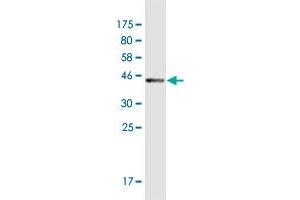 Western Blot detection against Immunogen (36. (TEX14 antibody  (AA 1392-1491))