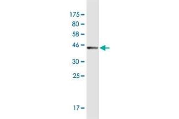 TEX14 antibody  (AA 1392-1491)