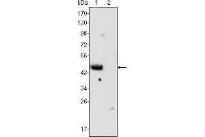 Western blot analysis using GATA4 mouse mAb against rat fetal heart (1) and adult heart (2) tissues lysate. (GATA4 antibody)
