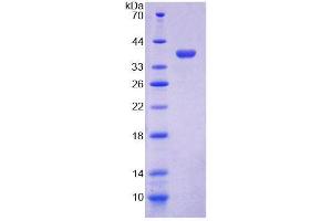 SDS-PAGE analysis of Mouse COX6c Protein. (COX6C Protein)