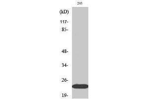 Western Blotting (WB) image for anti-Ephrin A1 (EFNA1) (Internal Region) antibody (ABIN3184514) (Ephrin A1 antibody  (Internal Region))