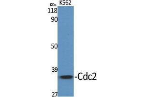 Western Blot (WB) analysis of specific cells using Cdc2 Polyclonal Antibody. (CDK1 antibody  (Ser216))