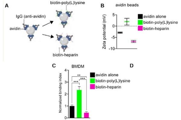 Avidin antibody