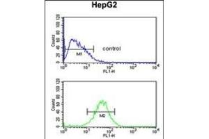 ACTL6B Antibody (N-term) (ABIN651520 and ABIN2840276) flow cytometric analysis of HepG2 cells (bottom histogram) compared to a negative control cell (top histogram). (Actin-Like 6B antibody  (N-Term))