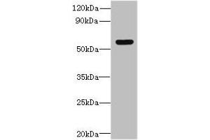Western blot All lanes: SLC35F5 antibody at 6 μg/mL + Hela whole cell lysate Secondary Goat polyclonal to rabbit IgG at 1/10000 dilution Predicted band size: 59, 28 kDa Observed band size: 59 kDa (SLC35F5 antibody  (AA 122-242))