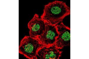 Immunofluorescence (IF) image for anti-Homeobox and Leucine Zipper Encoding (HOMEZ) antibody (ABIN2995832) (HOMEZ antibody)